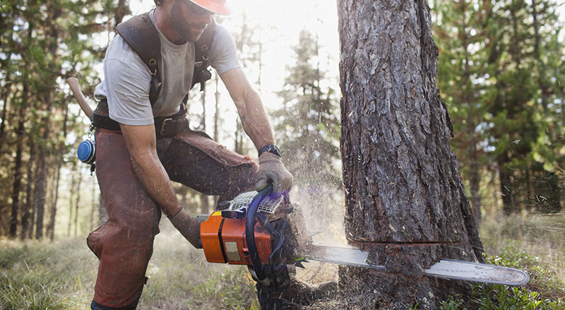 How to Cut Down a Tree Safely Using a Chainsaw